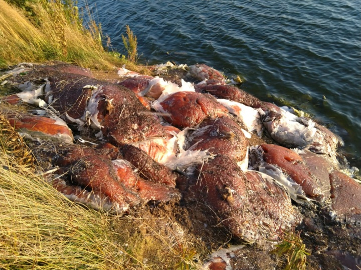 В Коми нашли странные мешки с липким реагентом и трупами птиц