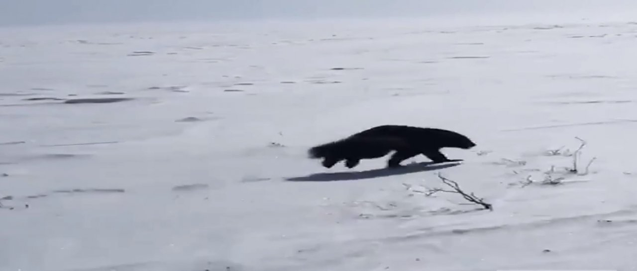 «Это издевательство»: в Коми устроили погоню за медведем и росомахой на камеру (видео)