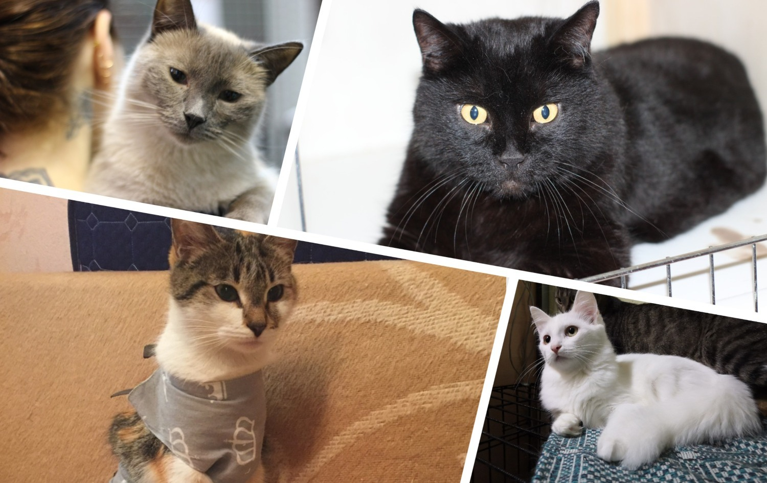 Умная Веруша, милая Снежка и теплый Тайсон: пять милых кошек ищут свой дом в Сыктывкаре