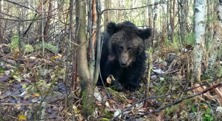 Убийца раненого медвежонка из Коми останется безнаказанным