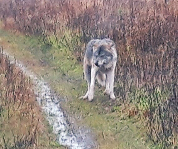 Жителей Коми напугал взрослый волк, который бродил по селу (фото)