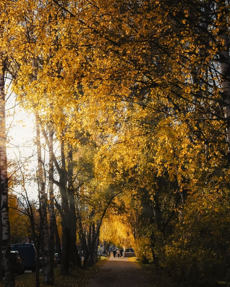 Фото дня: вспоминаем осень и ее золотые краски