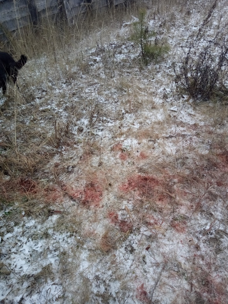 В 100 километрах от Сыктывкара волки устроили кровавую бойню