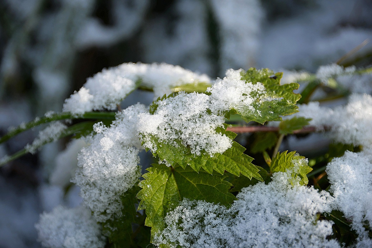 Погода в Сыктывкаре 1 ноября: легкий пушистый снег накроет город