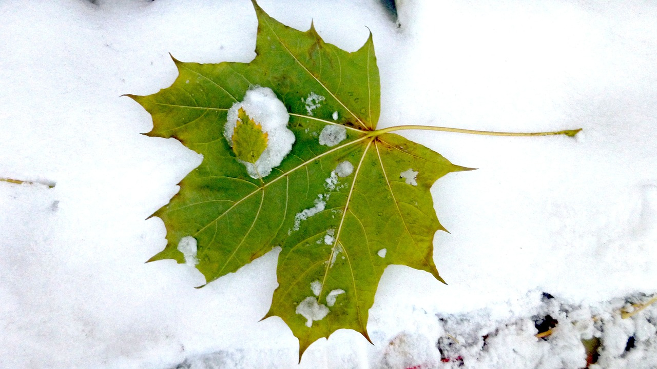 Погода в Сыктывкаре на 2 ноября: легкий снег и небольшой ветер