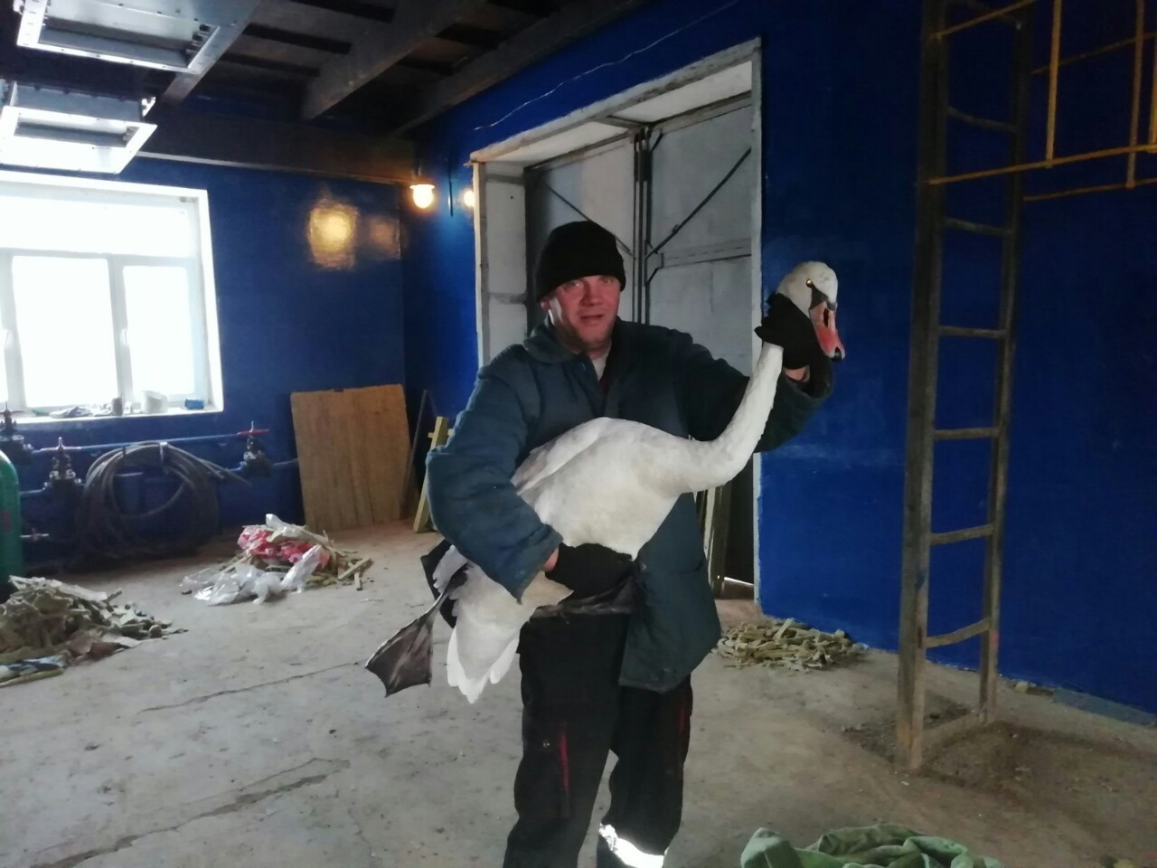 В Коми спасли двух лебедей (видео)