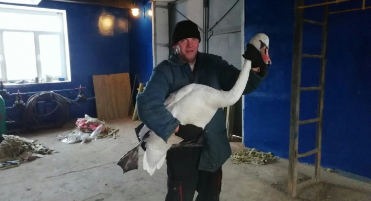 Погиб лебедь, которого спасли в одном из городов Коми