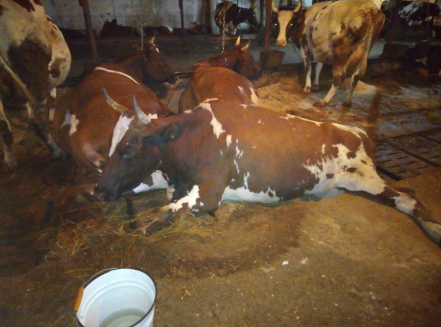 «Мучают коров и вешают кошек»: жители Коми в шоке от жуткой фермы