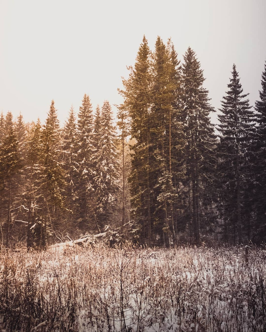 Фото дня: холодный зимний лес в Сыктывкаре
