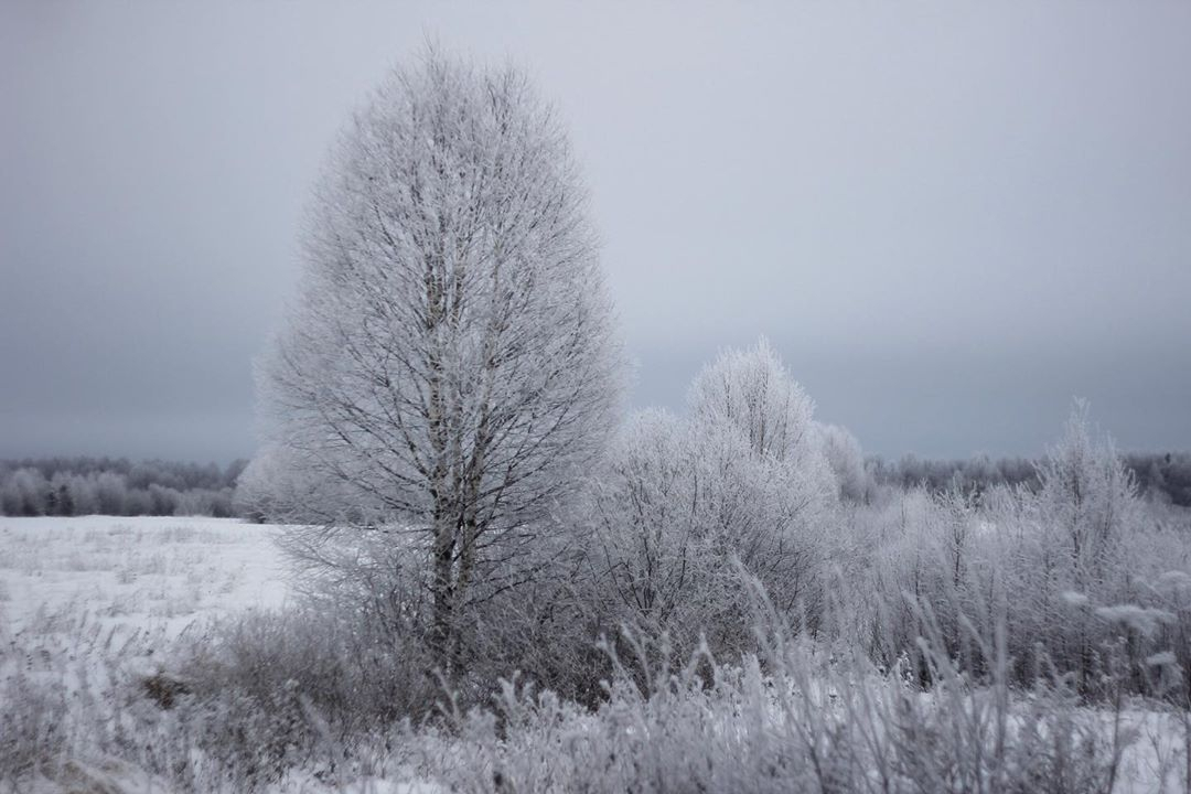 Фото дня в Сыктывкаре: снег сковал поля и деревья белым инеем