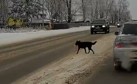 «Это ужасно»: в Сыктывкаре водитель переехал собаку и даже не притормозил (видео)