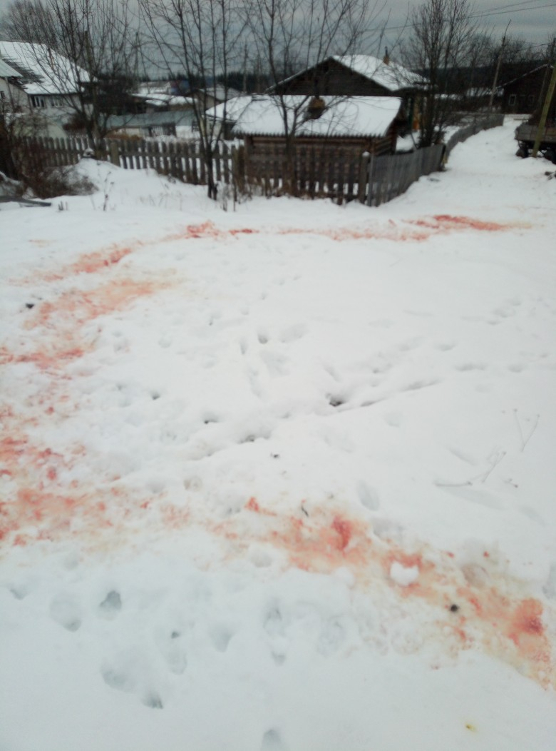 В Коми волки растерзали собаку и оставили после себя кровавую тропу (фото 16+)