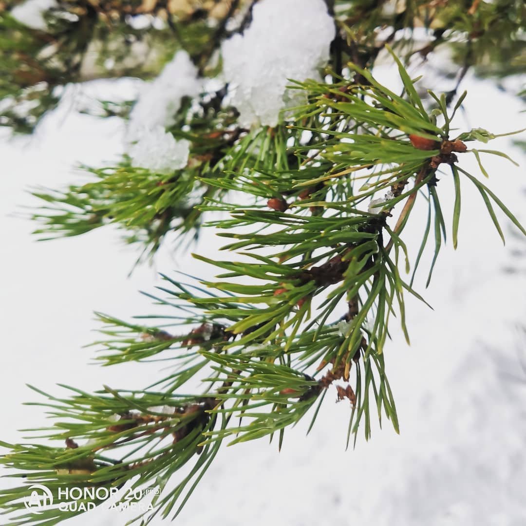 Фото дня в Сыктывкаре: загородные деревья в пушистом снегу