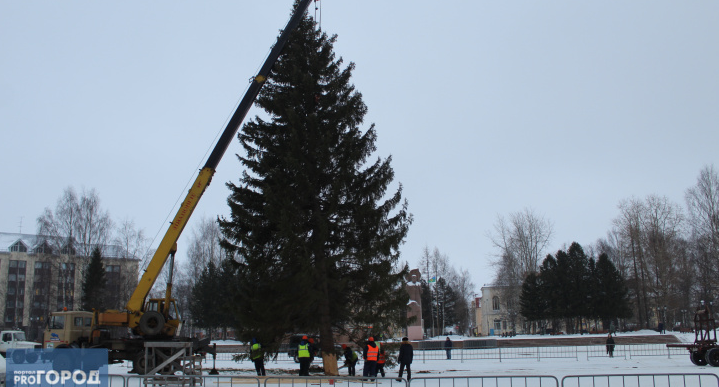В Коми нашли новогоднюю елку для Сыктывкара