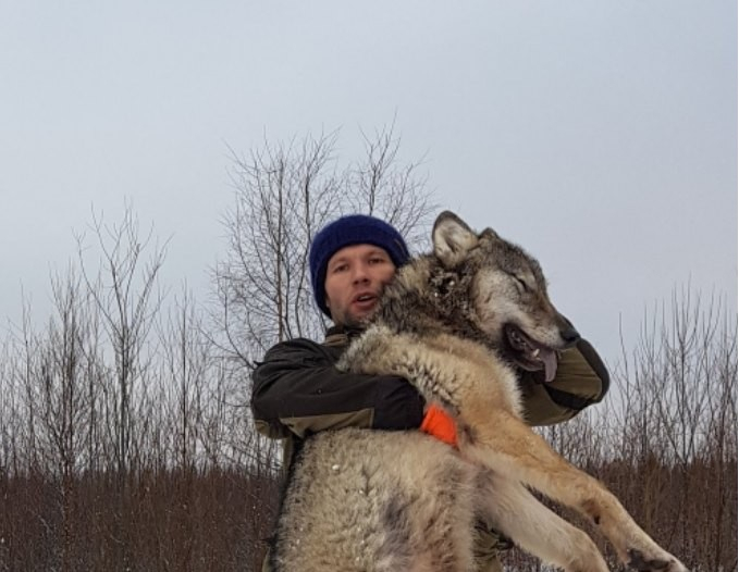 Под Сыктывкаром застрелили огромного волка (фото)