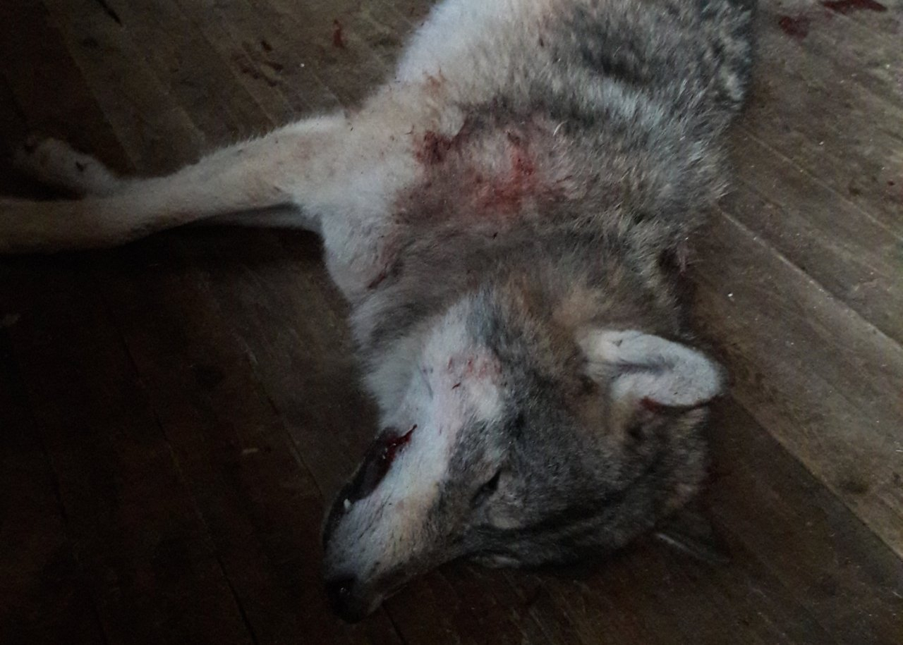 В Коми после смерти собаки охотник выследил и застрелил волка