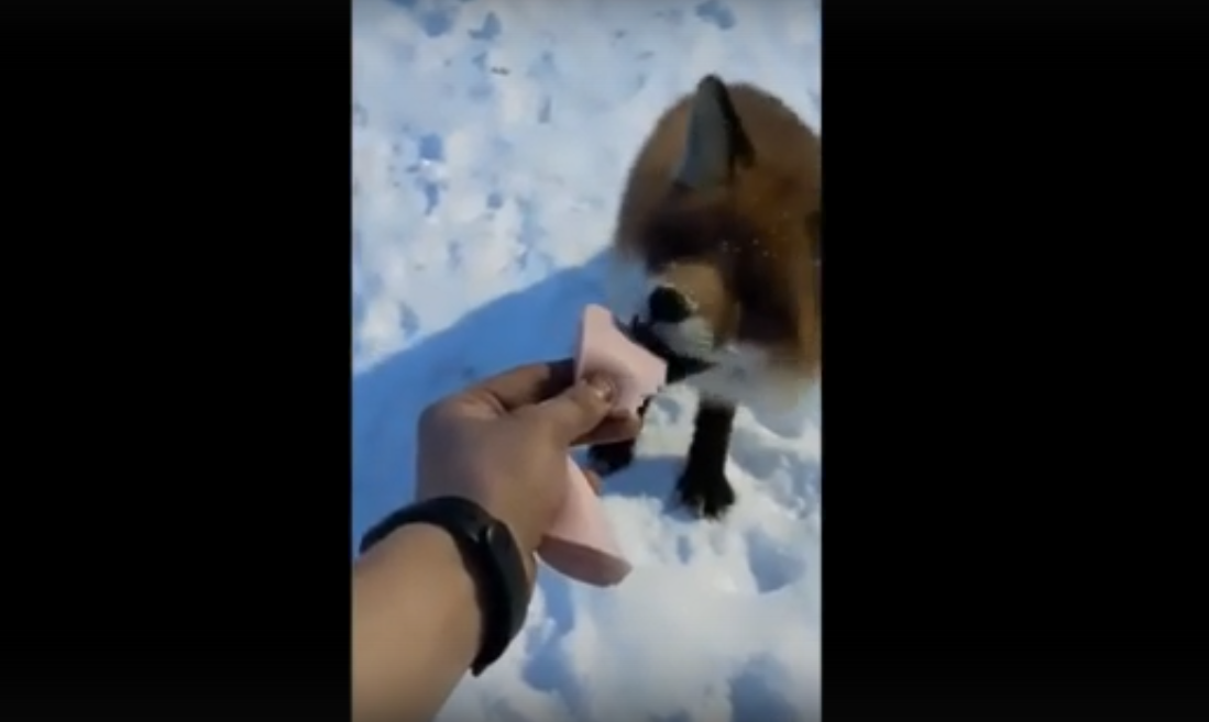 Житель Коми снял милое видео, где покормил голодную лису