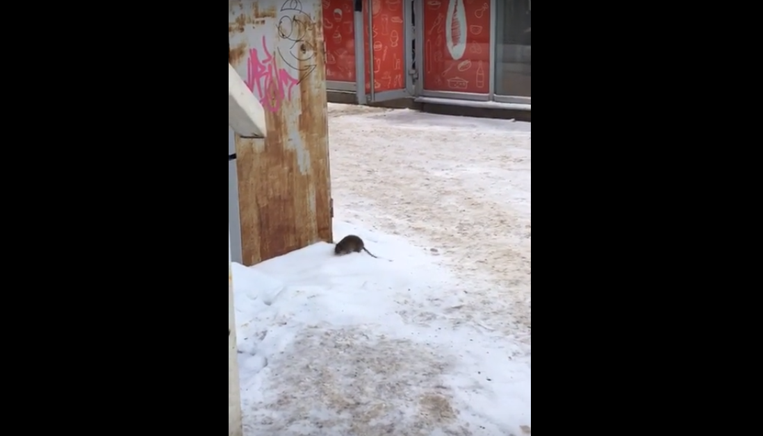 Возле сыктывкарской столовой разгуливала гигантская крыса (видео)