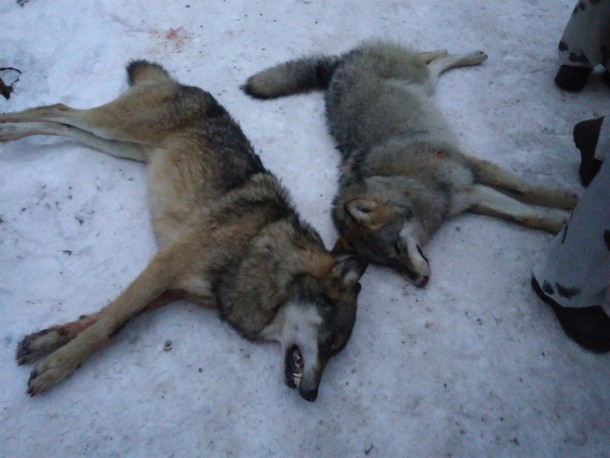 В Коми застрелили двух волков, которые разорвали лося (фото 16+)