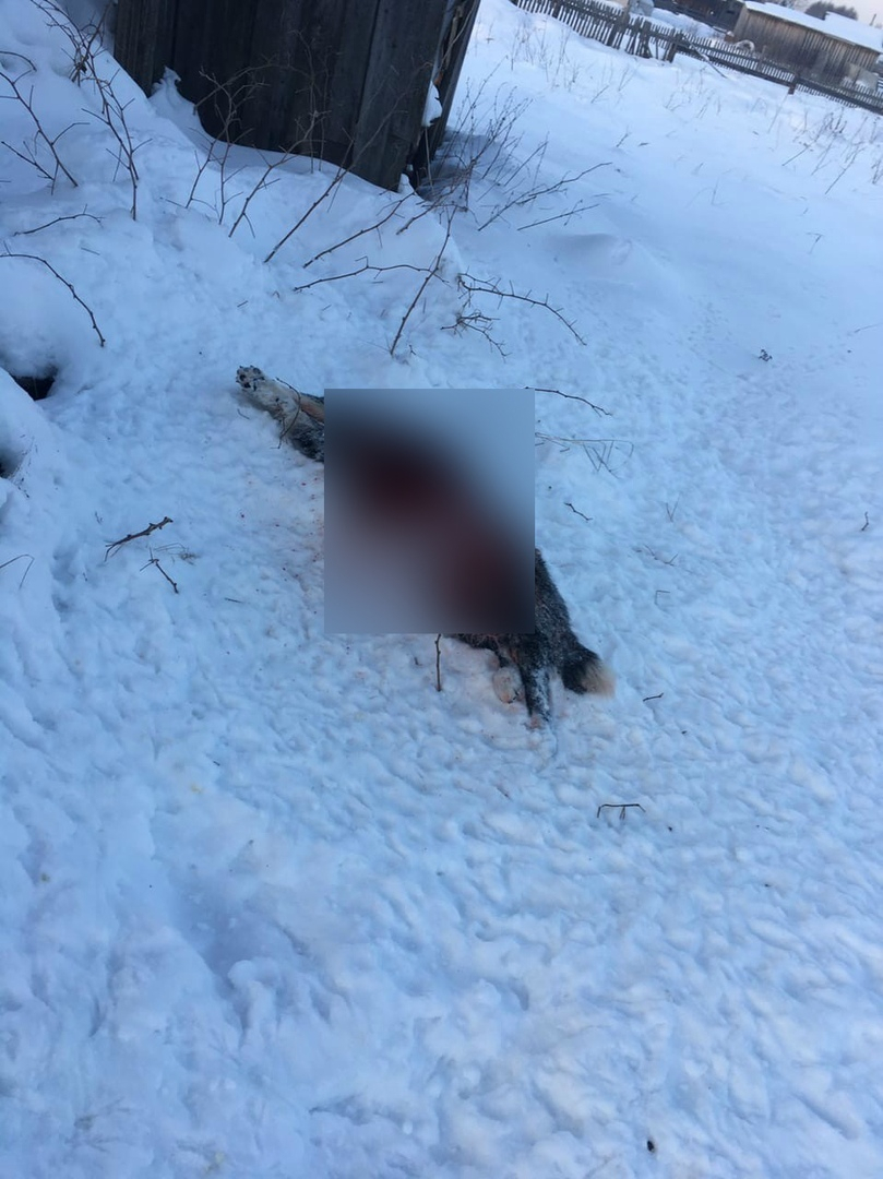 В Коми волки тащили собаку несколько десятков метров, а затем съели (фото)