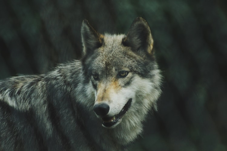 Волка, который напал на охранника в Коми, ищут охотники