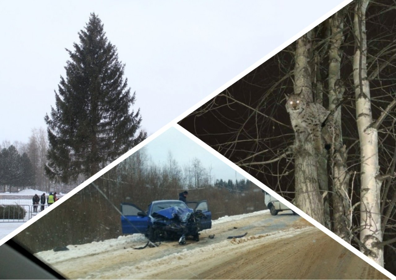 Итоги недели в Коми: установка главной елки, проделки диких зверей и ни дня без аварий