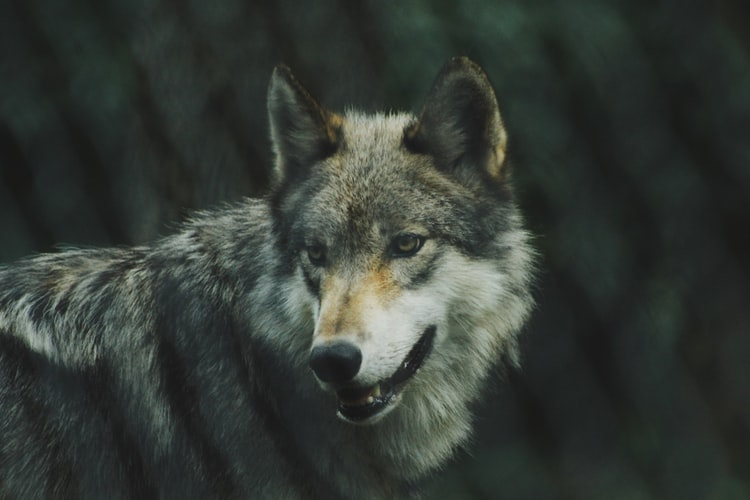 «Мурашки по коже»: житель Коми встретил стаю волков на озере (видео)