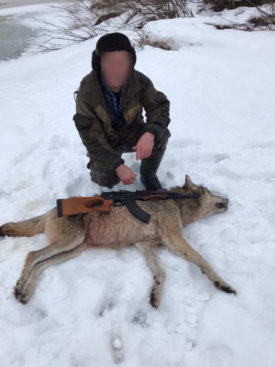 «Минус один!»: в Коми убили огромную волчицу с человеческий рост (фото)