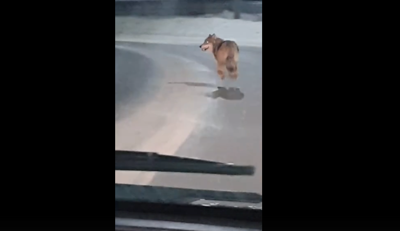 Огромного волка, который рыщет по Сыктывкару, сняли на видео