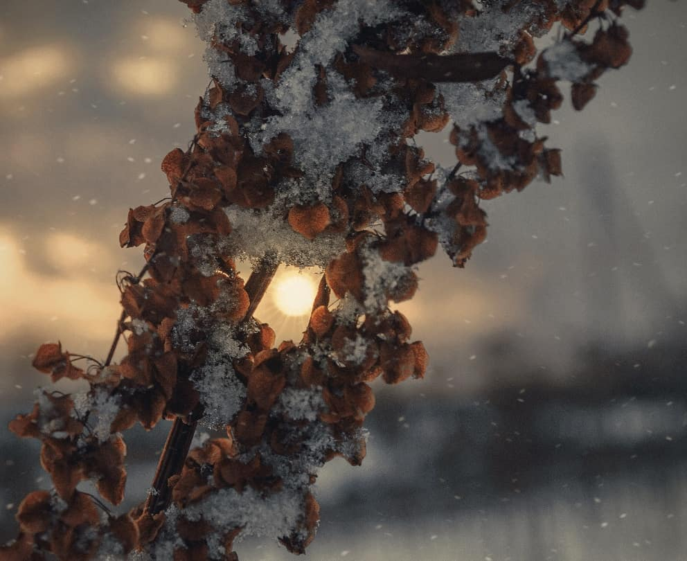 Фото дня в Сыктывкаре: морозное солнце пробивается сквозь отголоски ушедшей осени