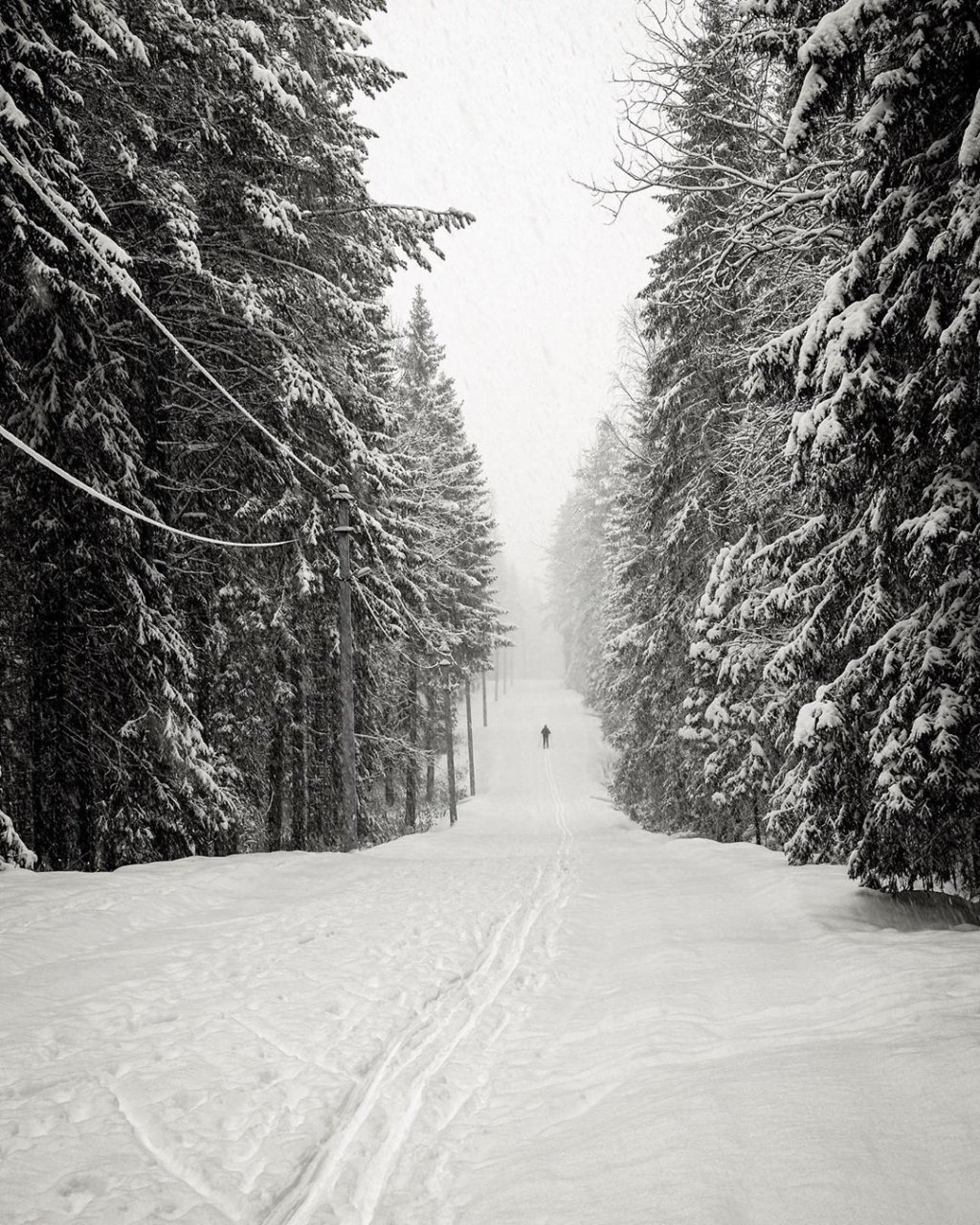 Фото дня: одинокий лыжник в сыктывкарском лесу