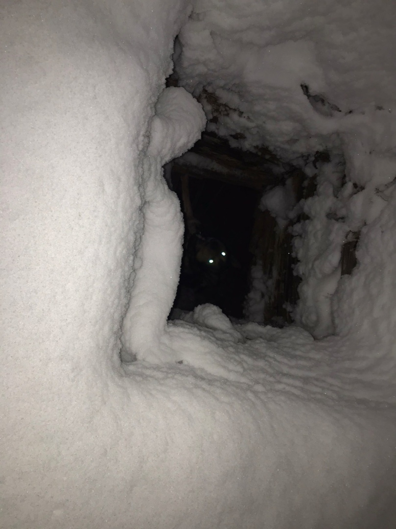 Жители Сыктывкара спасли собаку, которая провалилась в картофельную яму