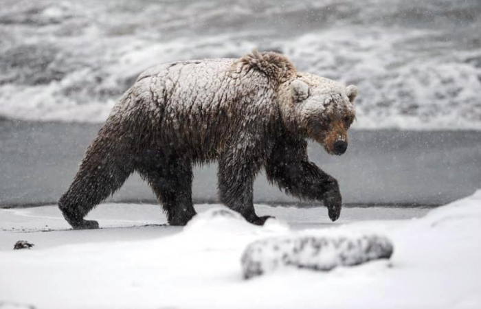 В Коми ищут медведя-шатуна, который рыщет на кладбище