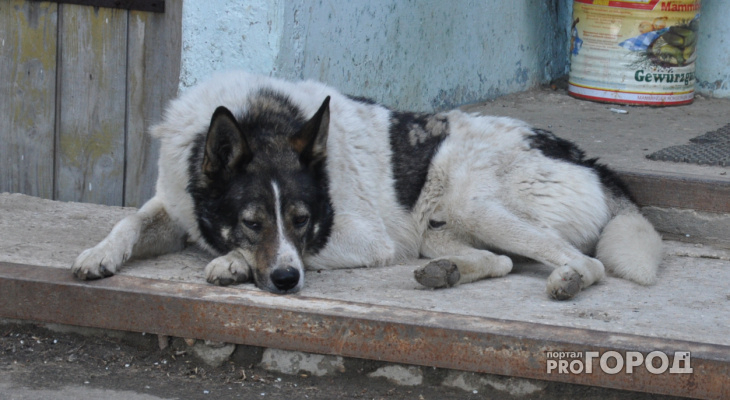 В Коми собака неделю просидела у тела хозяина, который погиб по дороге к избушке