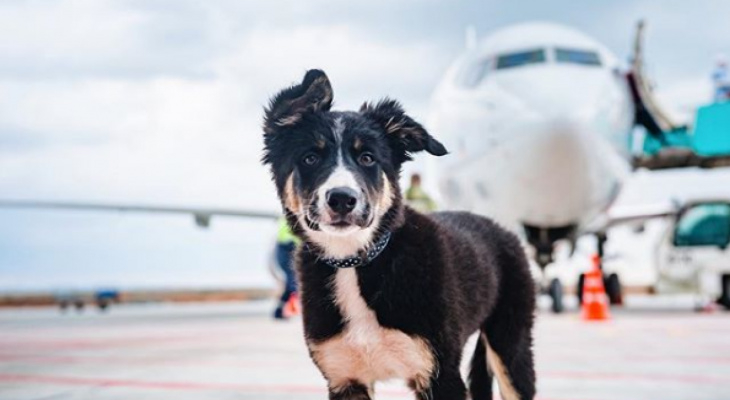 В России предлагают покупать животным билеты на самолет