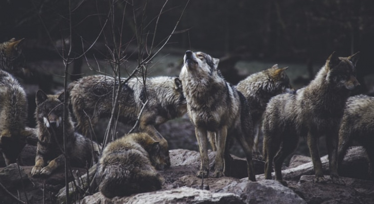 Награды за добычу волка в Коми продлят на весь год