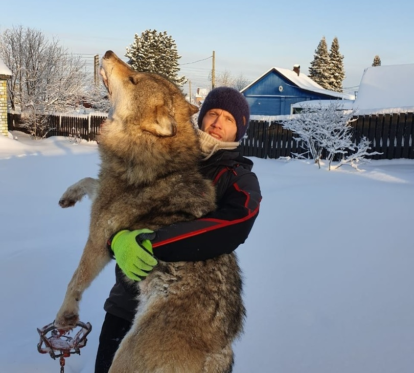 В Коми застрелили огромного 50-килограммового волка (фото)