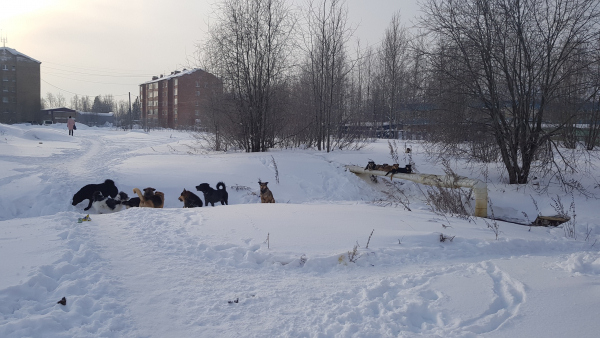 В Коми на отлов бродячих собак потратят полмиллиона рублей