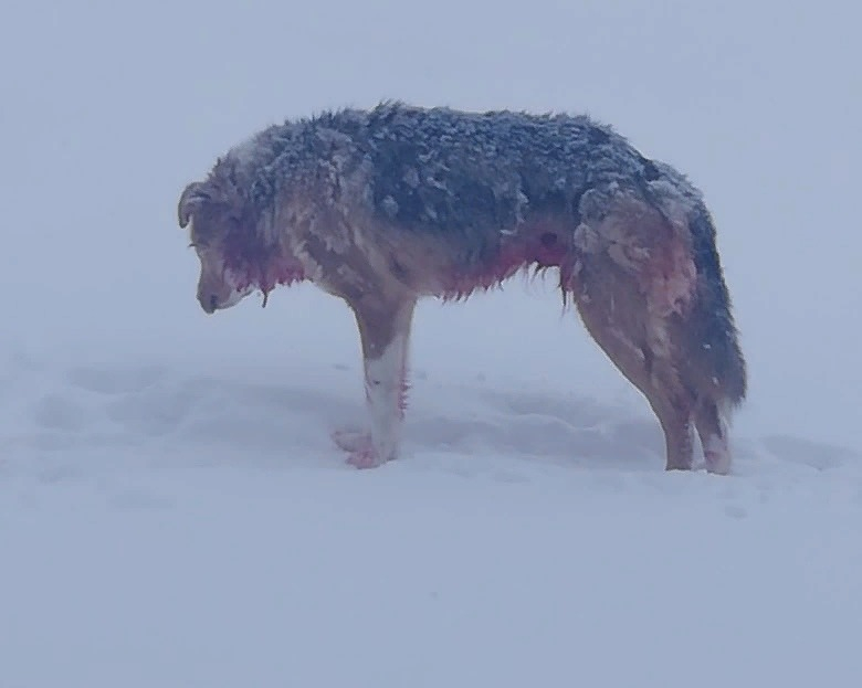В Коми ищут новый дом для собаки, которая выжила в схватке с волком (фото)