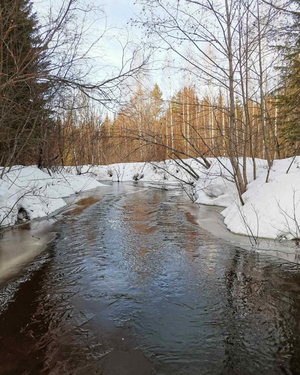 Фото дня в Сыктывкаре: весенний ручей в лесу
