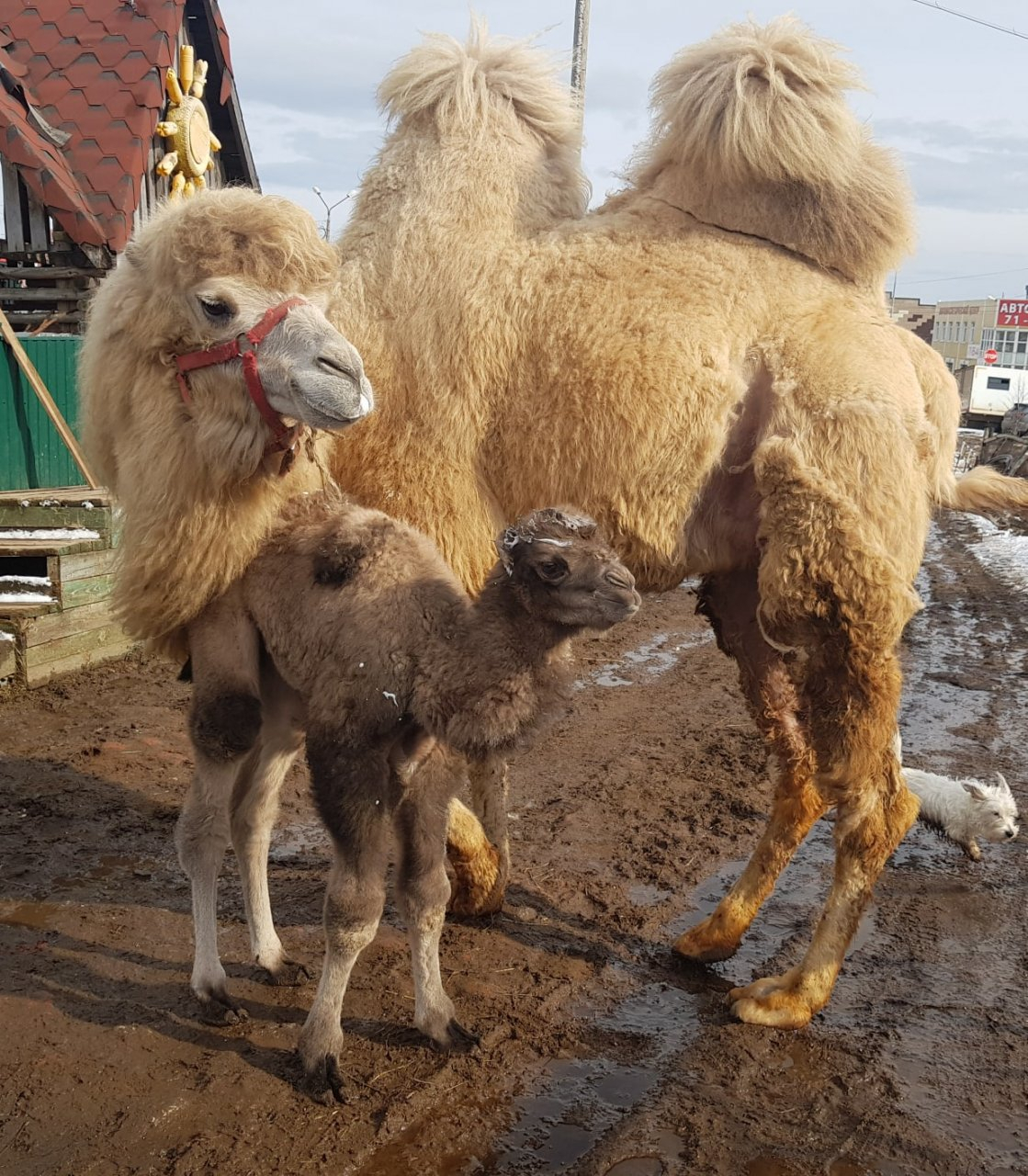 У верблюда Мартина из Сыктывкара, которого хотели продать, родился сын (фото)
