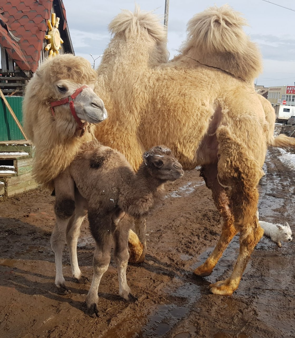 Жители Коми голосуют за имя для сыктывкарского верблюжонка