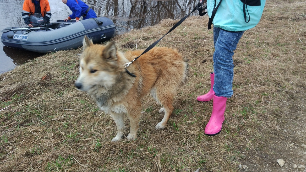 В Коми спасли собаку, которую бросили умирать на острове