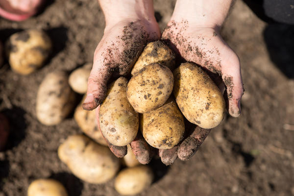 Малоимущим жителям Коми выделят 500 рублей на посадку картошки