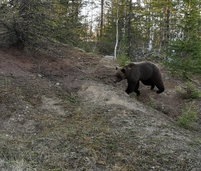 В одном из городов Коми объявился медведь (фото)