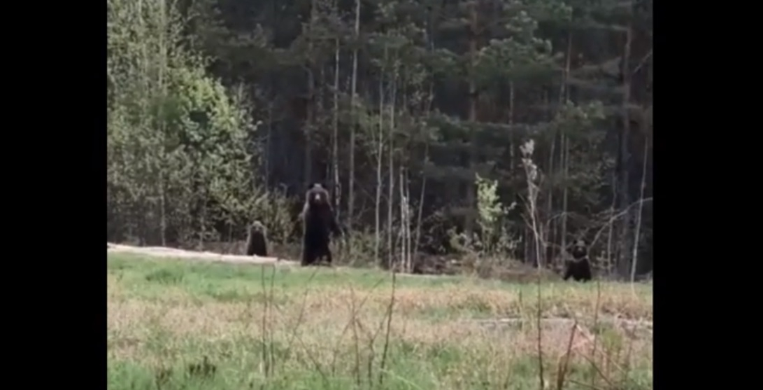 Медведи начали выходить из лесов Коми к людям (видео)