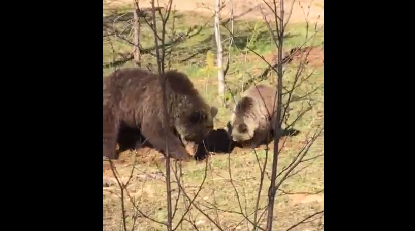 Житель Коми встретил семейство очаровательных медведей (видео)