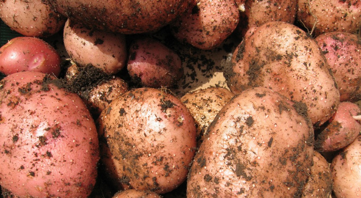 Ученые рассказали, как картошка помогает создать рельефное тело