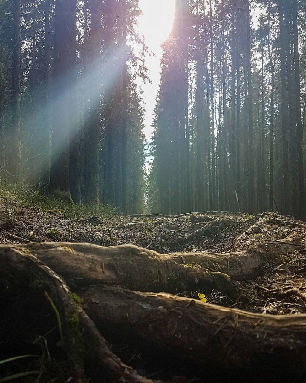 Фото дня в Сыктывкаре: солнечный свет пробивается сквозь стену соснового леса