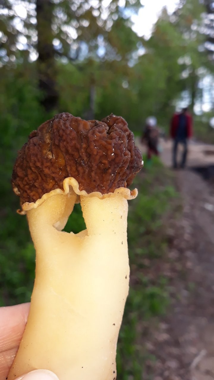 Фото дня в Сыктывкаре: грибы пошли